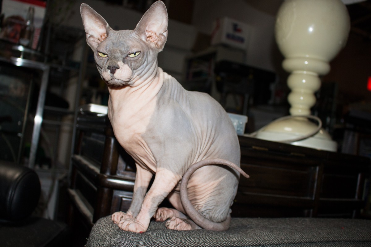 Traits of 3 Hairless Cats
